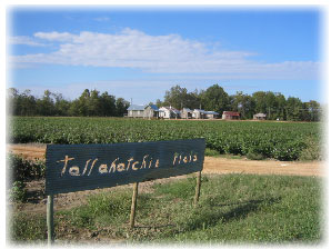 Tallahatchie Flats